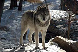 Image of a Gray Wolf