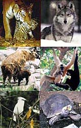 Image of animals