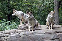 Image of three wolves