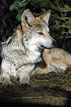 Image of a female wolf